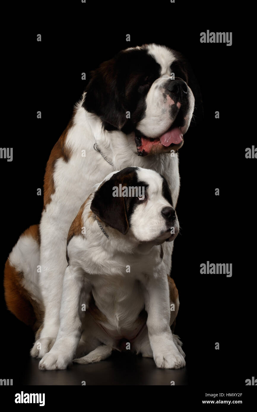 Zwei Saint Bernard Dog, Welpen und ihre Mutter auf isolierte schwarzer Hintergrund Stockfoto