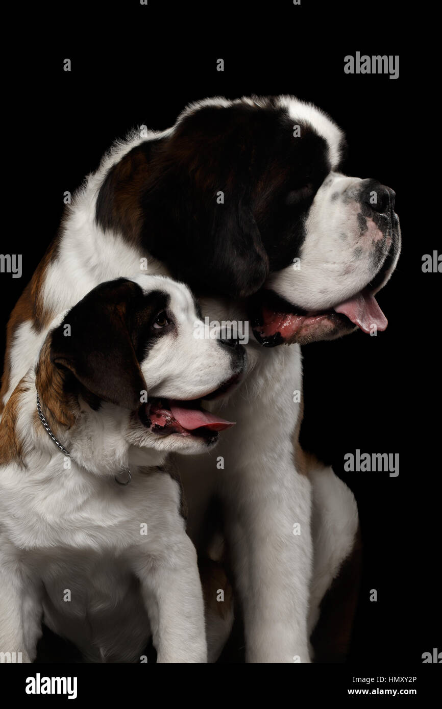 Zwei Saint Bernard Dog, Welpen und ihre Mutter auf isolierte schwarzer Hintergrund Stockfoto