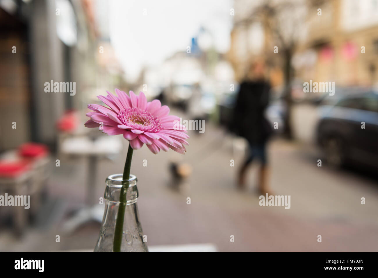 ESSEN, Deutschland - 25. Januar 2017: Isolierte Rosenblüte, die Bestandteil der outdoor Tisch Dekoration Ofa Café an der Rüttenscheider Straße ist Stockfoto