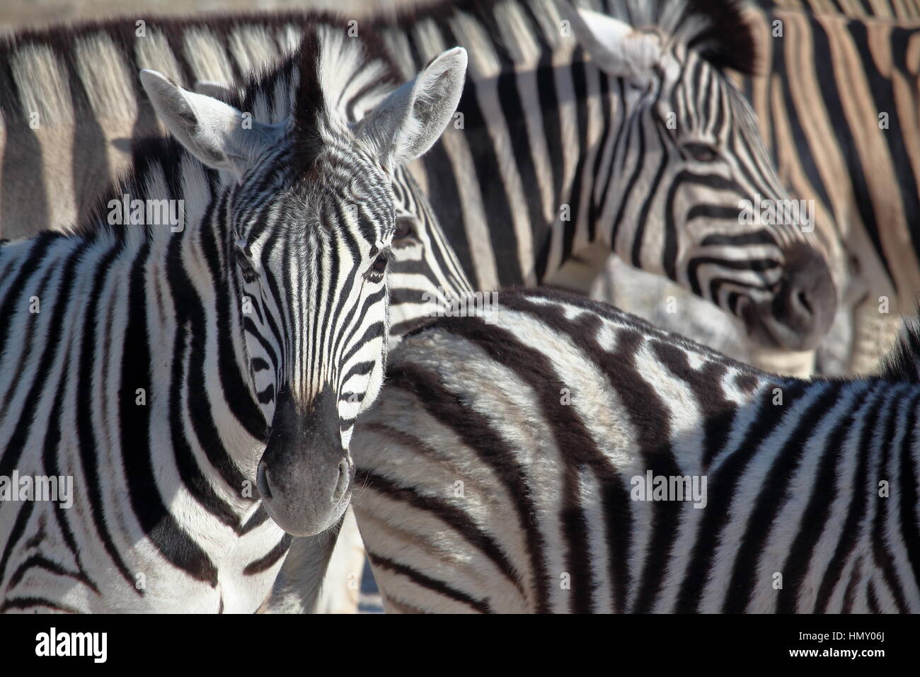 Zebra-Porträt in Etosha, Namibia Stockfoto