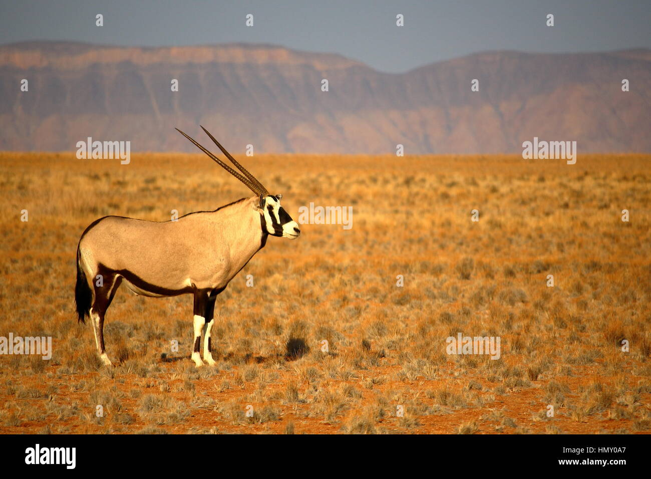 Oryx-Antilopen in der Nähe von Sossusvlei, Namibia Stockfoto