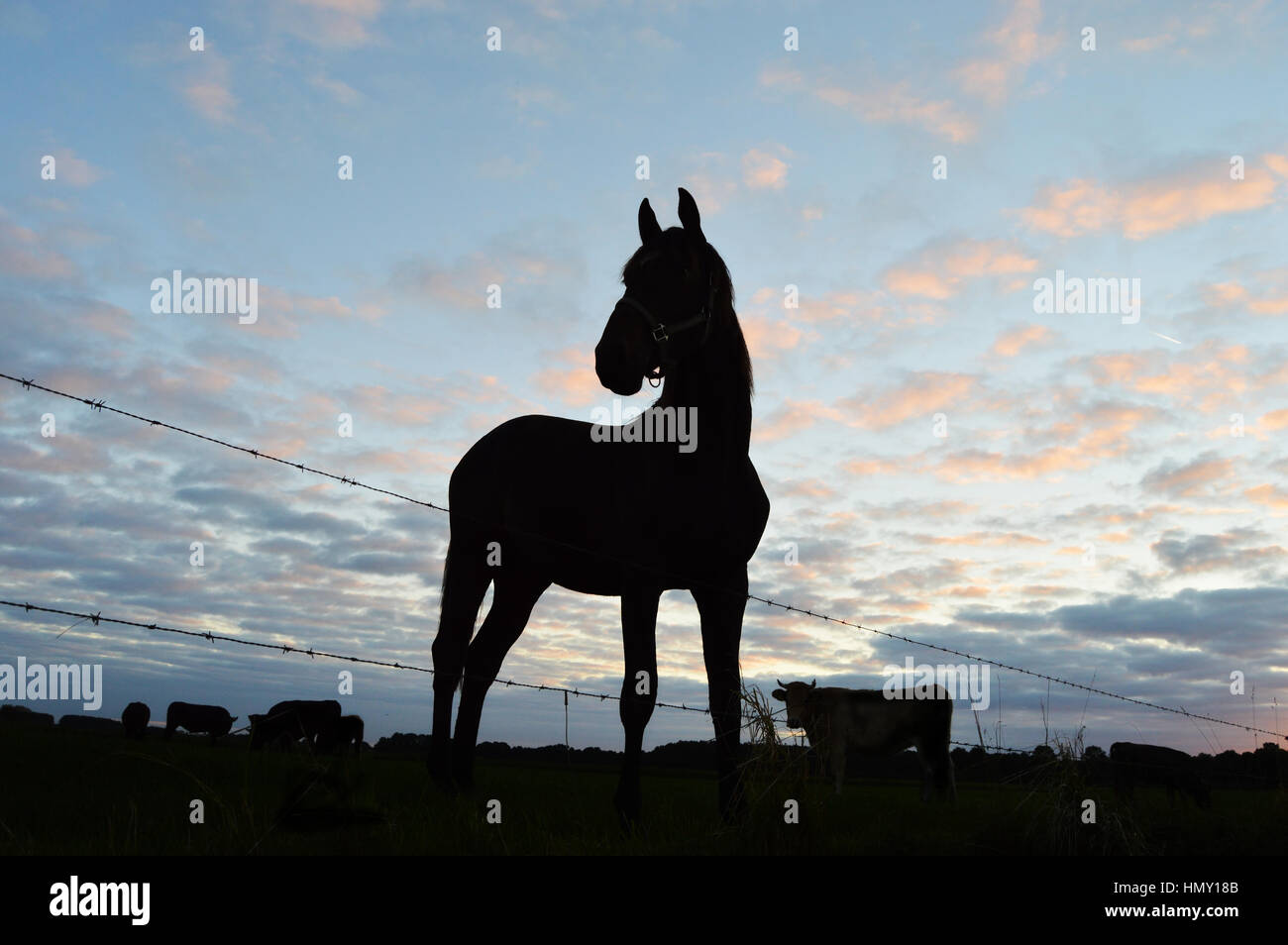 Silhouette eines Pferdes und Kühe gegen Dämmerung bewölktem Himmel Stockfoto