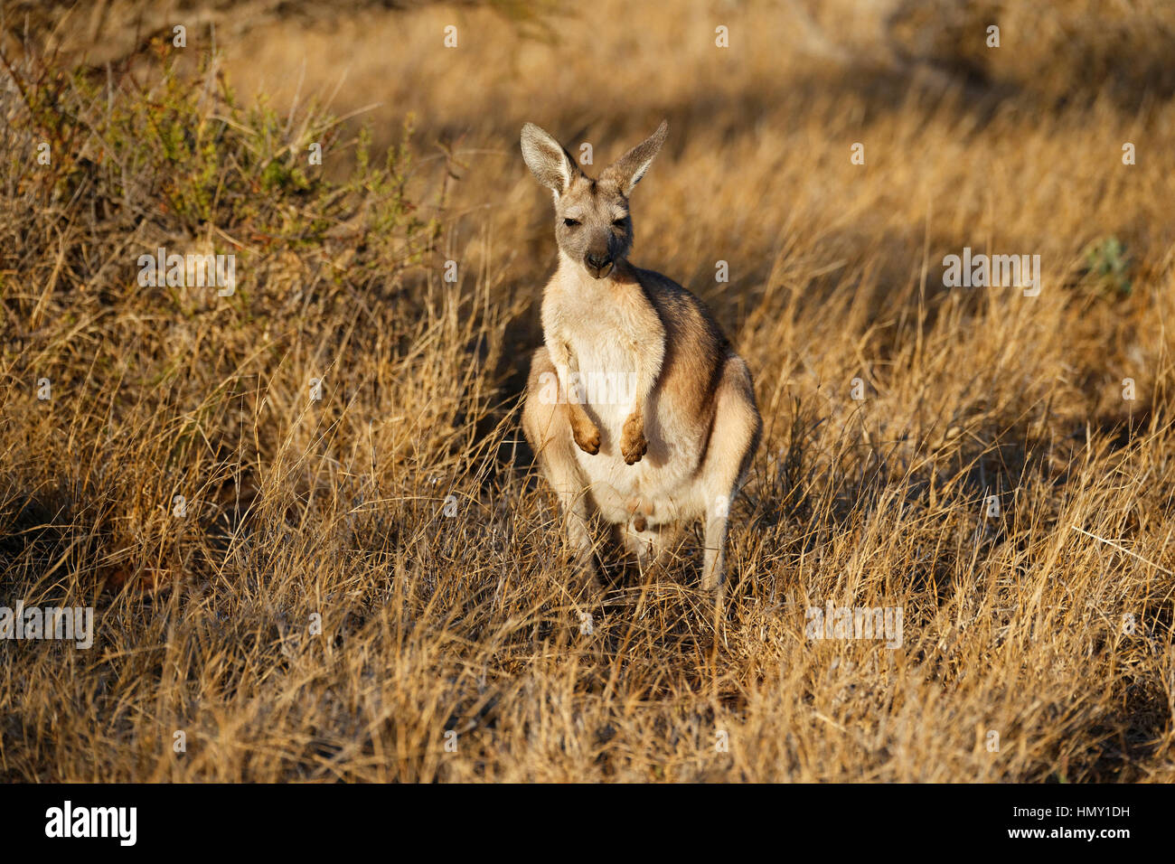 Östliche graue Känguru (Macropus Giganteus), Cape Range National Park, Western Australia. Stockfoto