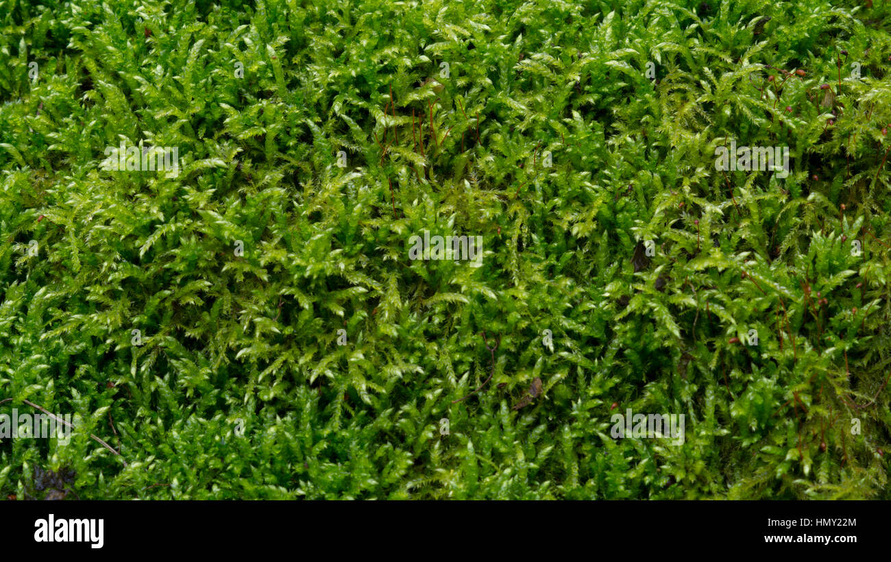 Hellgrün feucht Moos Gras Textur Stockfoto