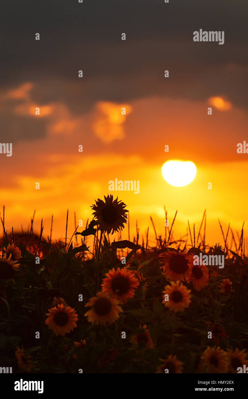 Sonnenblumen und Silhouette der Sonnenblume bei Sonnenuntergang Stockfoto