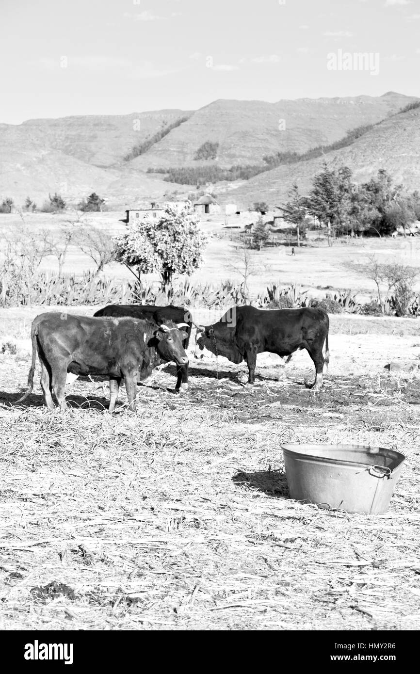 Bewegungsunschärfe in Lesotho Malealea Straßendorf in der Nähe von Berg und Himmel Stockfoto