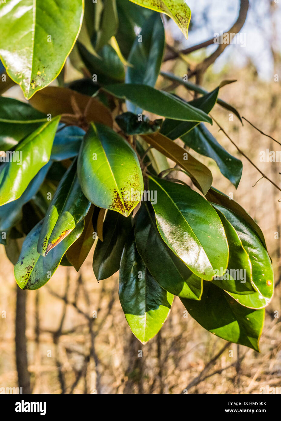 Grüne Blätter einen Magnolienbaum, die während der Wintersaison in einer ländlichen Bauernhofstadt in North Carolina. Stockfoto