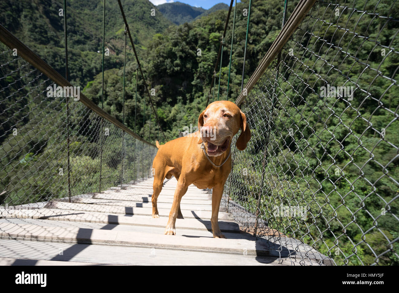 Happy Tourist Hund auf Hängebrücke in Banos Ecuador Stockfoto