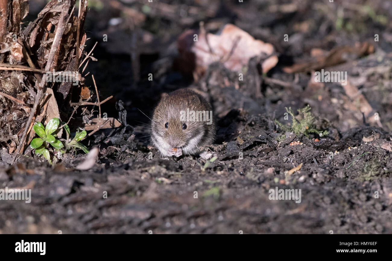 Bank Wühlmäuse-Clethrionomys Glareolus. Stockfoto