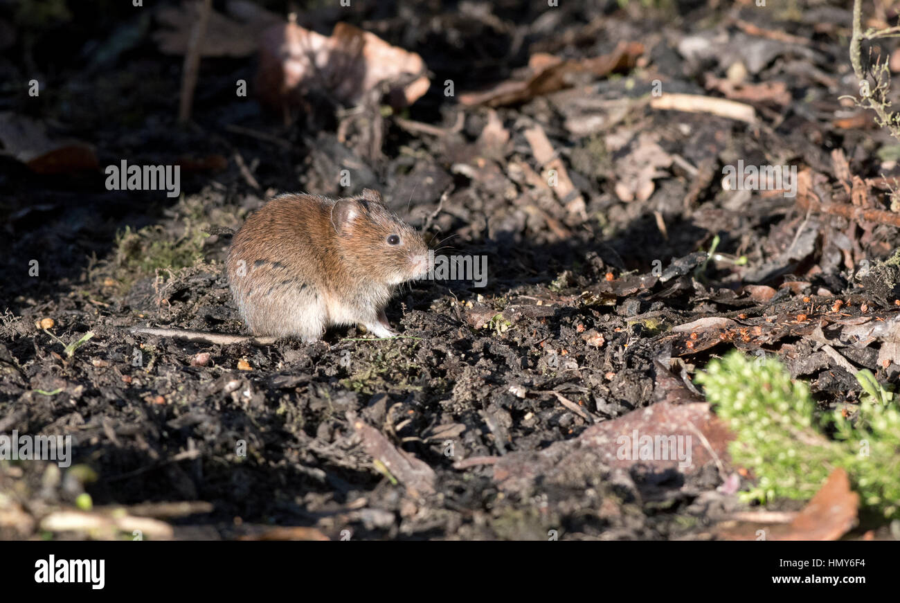 Bank Wühlmaus-Clethrionomys Glareolus. Stockfoto