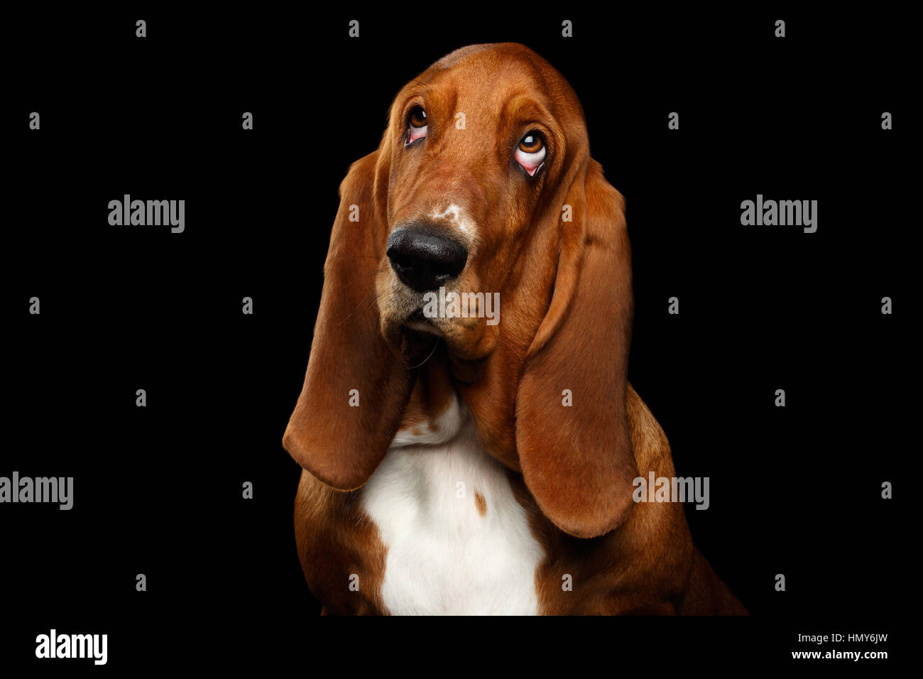 Basset Hound auf schwarzem Hintergrund isoliert Stockfoto