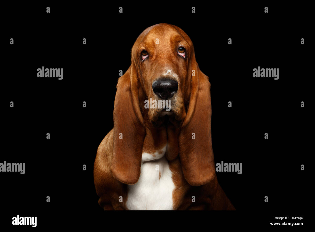 Basset Hound auf schwarzem Hintergrund isoliert Stockfoto