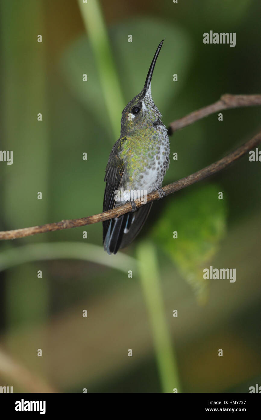 Grün-gekrönter brillant (Heliodoxa Jacula), ein Kolibri Choco-Nebelwald in der Provinz Pichincha, Ecuador Stockfoto