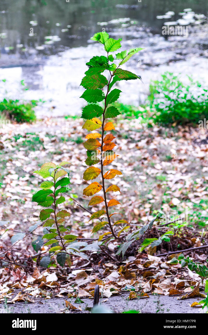 Das Werk zeigt die Ankunft des Herbstes. Stockfoto
