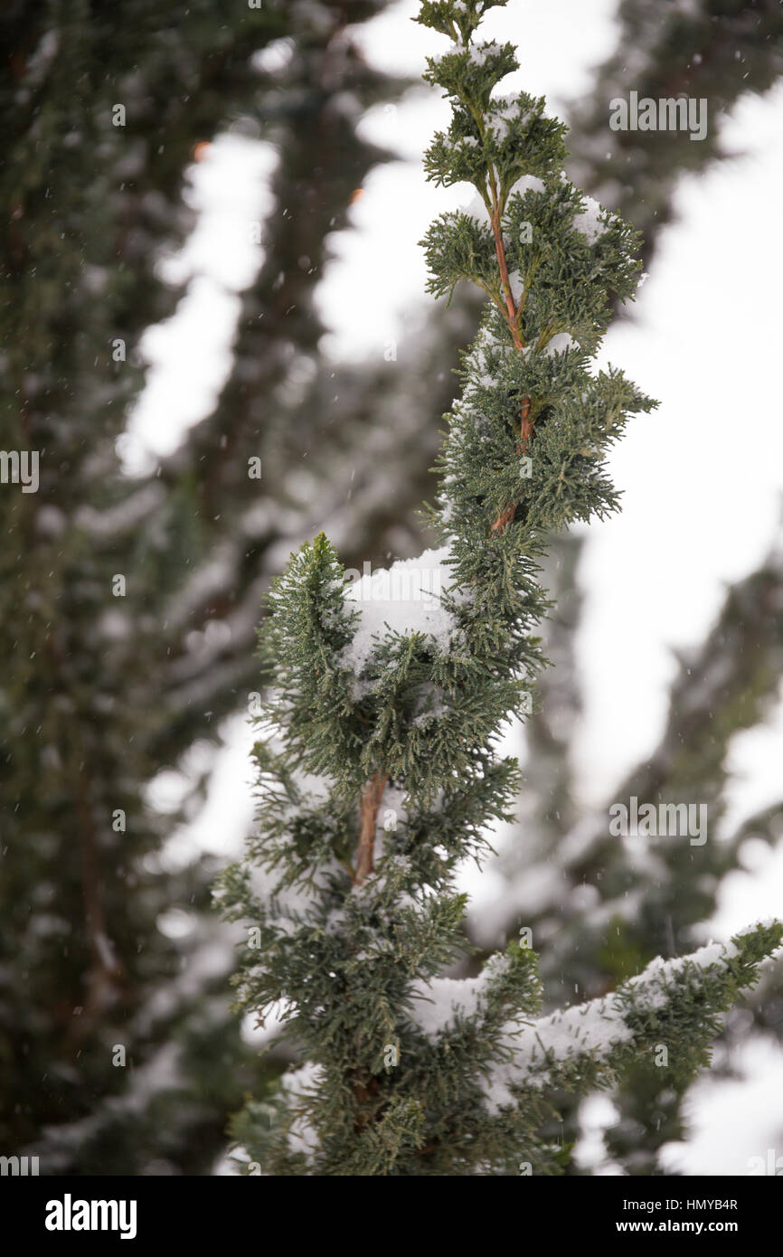 Pflanzen in Schnee und Eis von einem Wintersturm in Oregon Wetter Eis bedeckt. Stockfoto