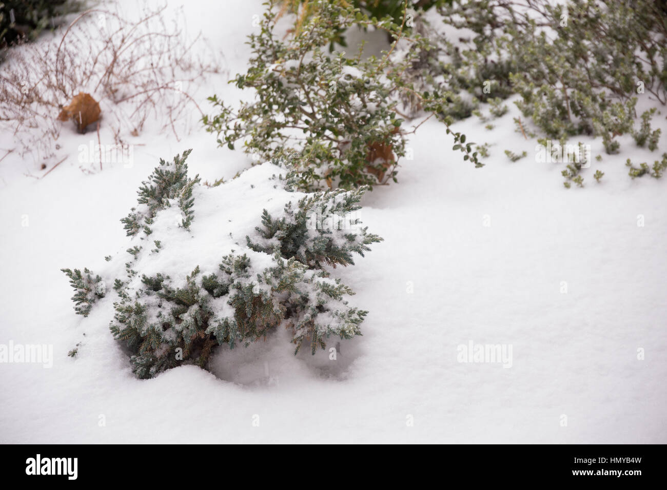 Pflanzen in Schnee und Eis von einem Wintersturm in Oregon Wetter Eis bedeckt. Stockfoto