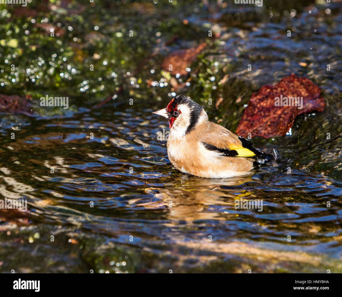 Stieglitz, Baden im englischen Garten stream Stockfoto