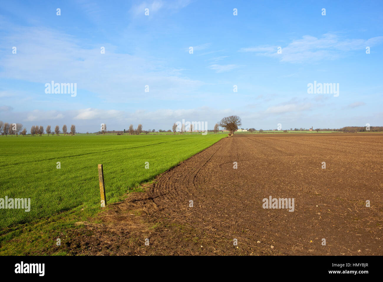 üppige grüne Weizenernte in der Nähe von neu gepflügten Boden in Yorkshire Landschaft mit Bäumen und Hecken unter blauem Himmel mit weißen Wolke im winter Stockfoto
