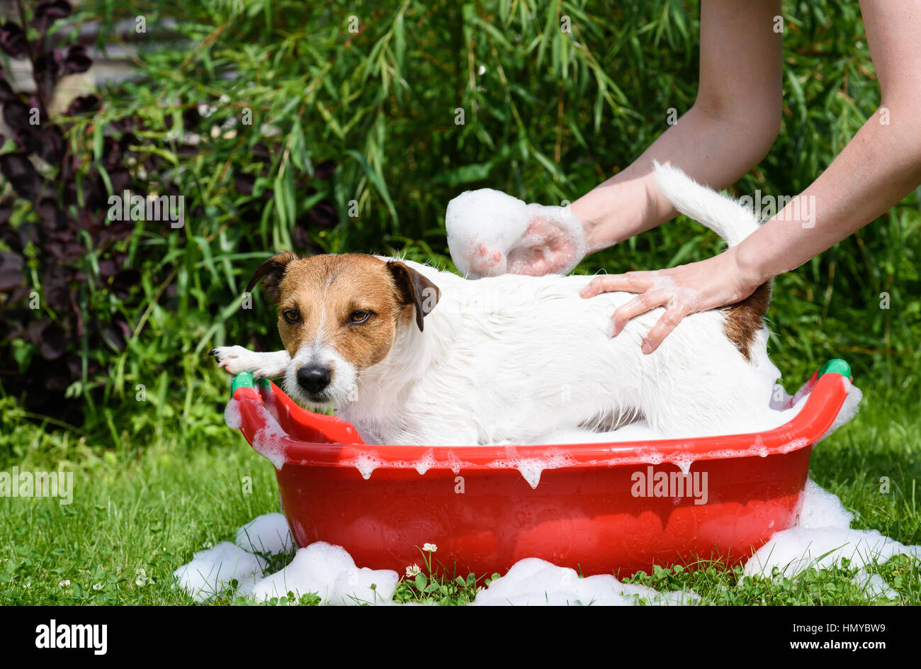 Hund nimmt Bad mit Shampoo am heißen Sommertag Stockfoto