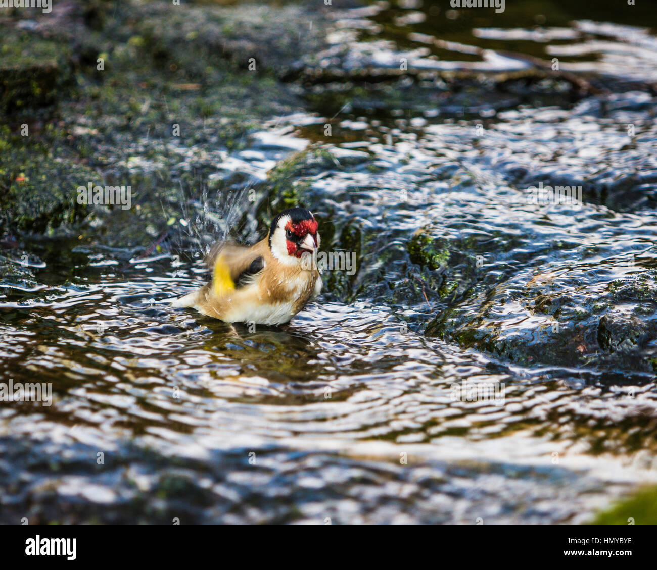 Stieglitz, Baden im englischen Garten stream Stockfoto