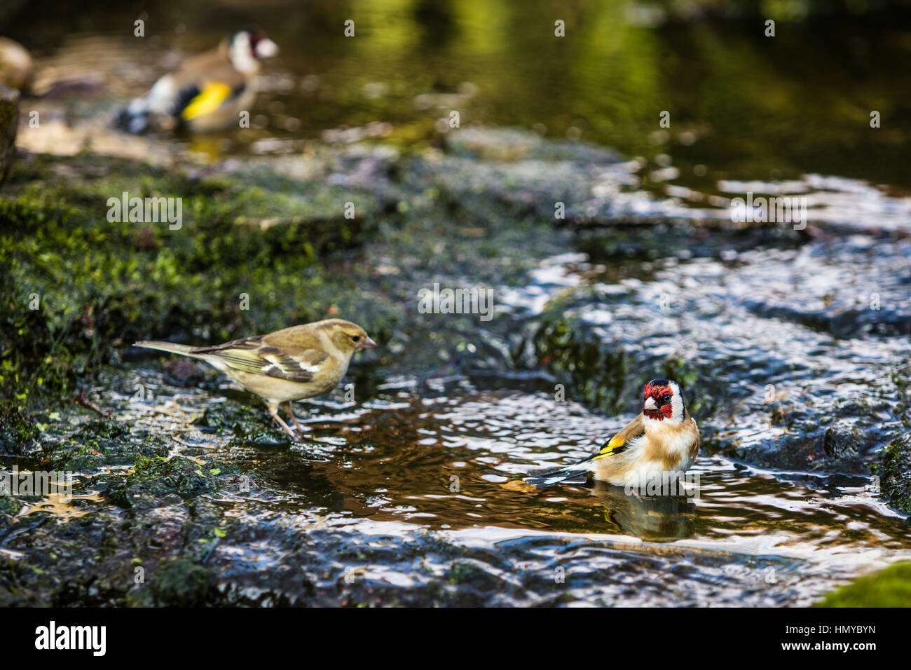 Stieglitz, Baden im englischen Garten stream Stockfoto