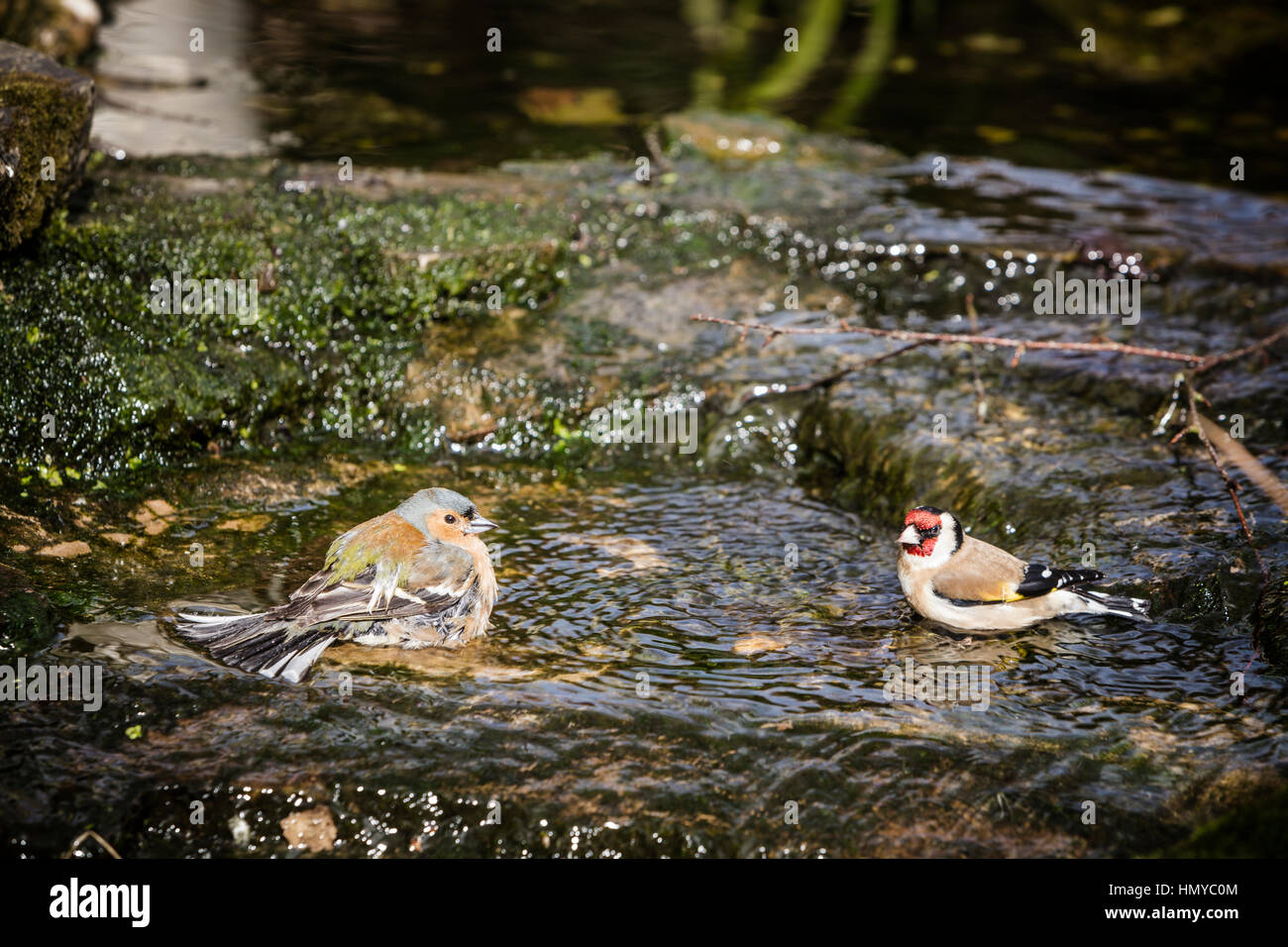 Männlichen Buchfinken und Stieglitz Baden im englischen Garten stream Stockfoto