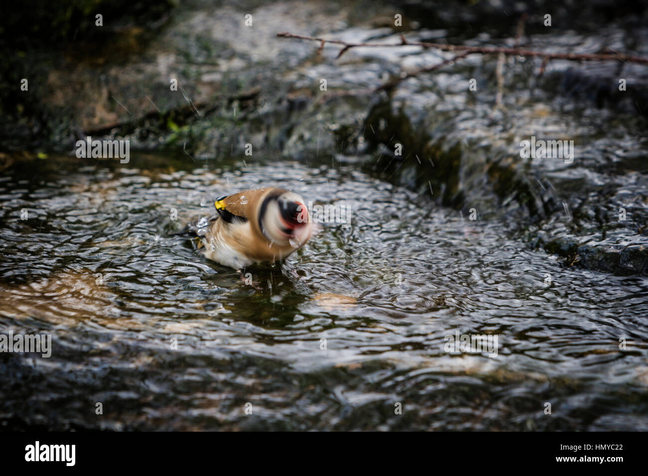 Stieglitz, Baden im englischen Garten stream Stockfoto