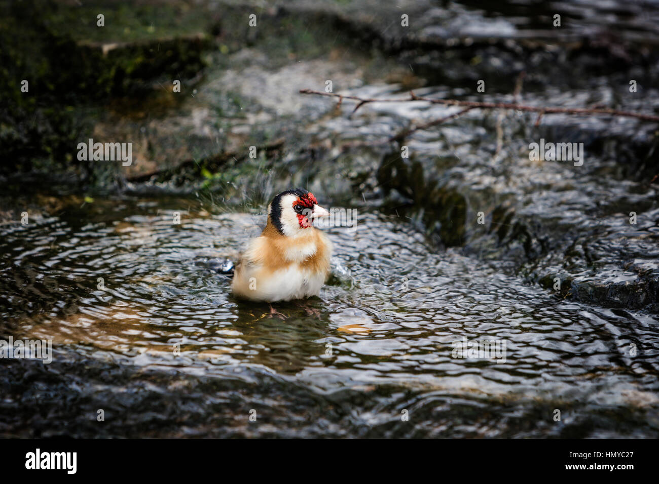 Stieglitz, Baden im englischen Garten stream Stockfoto