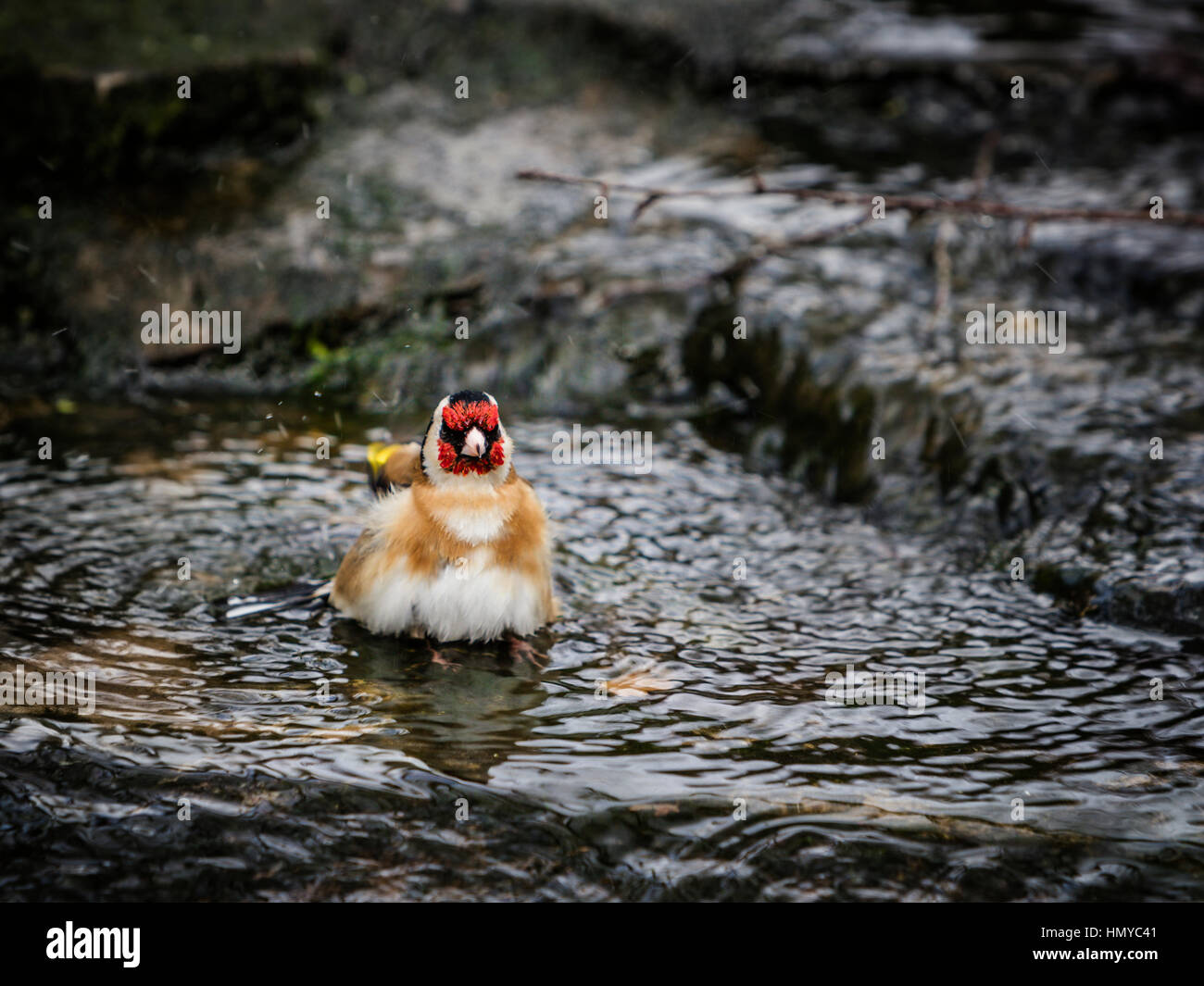Stieglitz, Baden im englischen Garten stream Stockfoto
