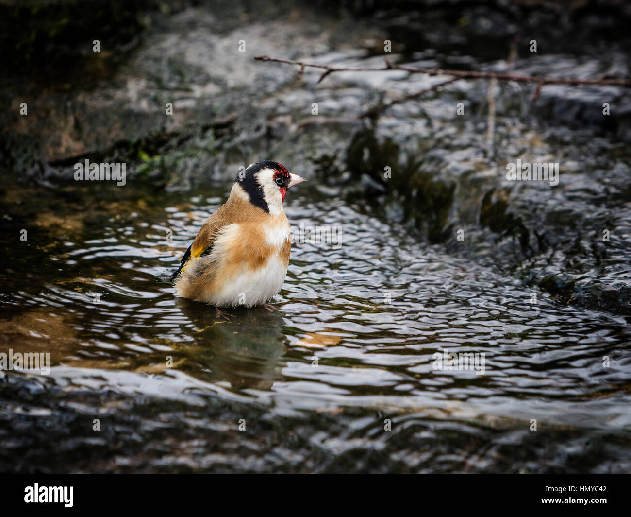 Stieglitz, Baden im englischen Garten stream Stockfoto