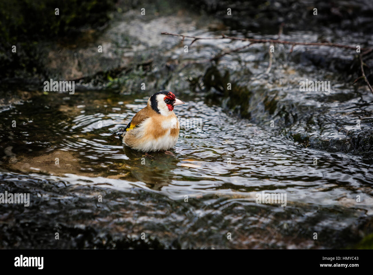Stieglitz, Baden im englischen Garten stream Stockfoto