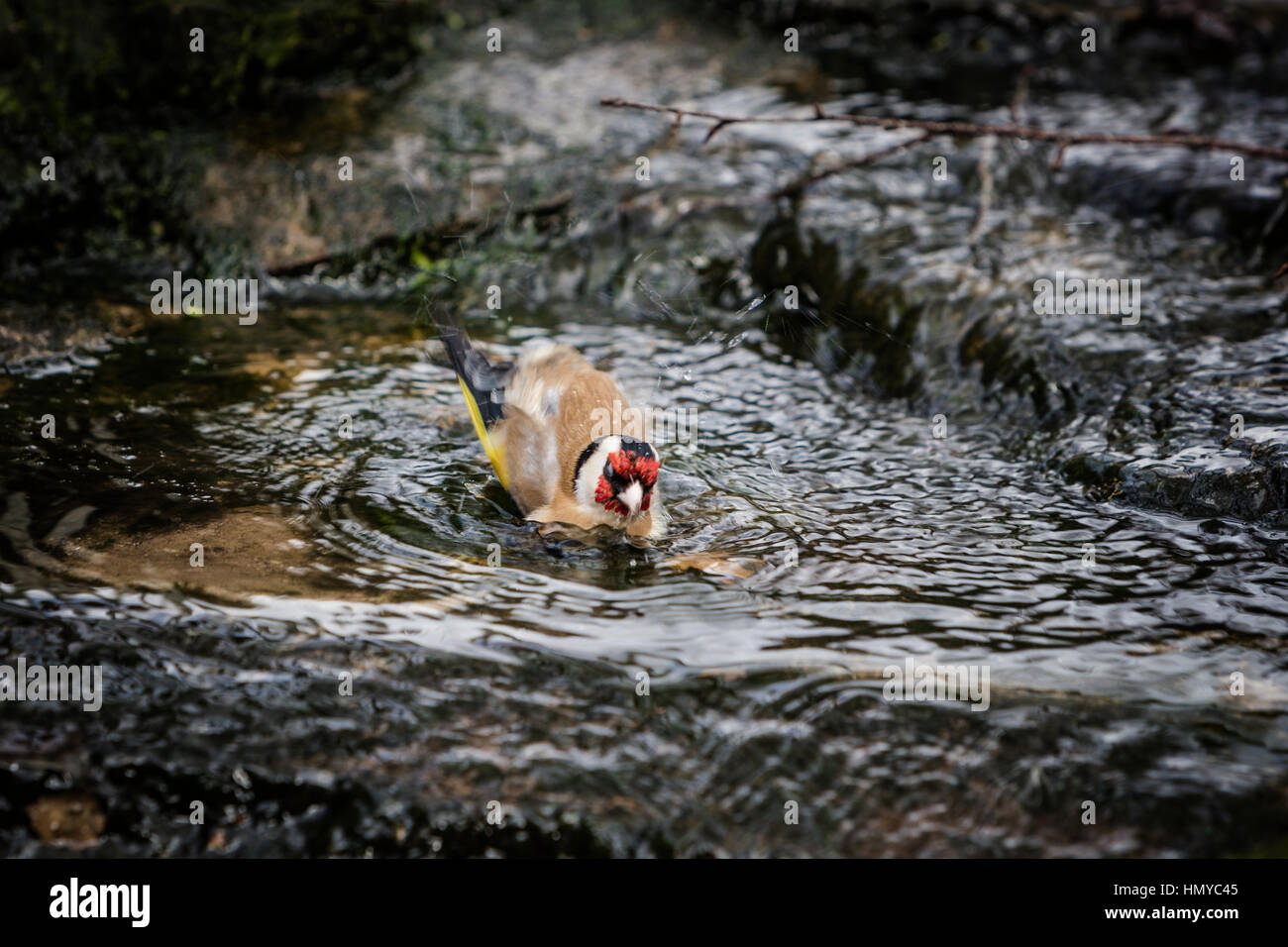 Stieglitz, Baden im englischen Garten stream Stockfoto