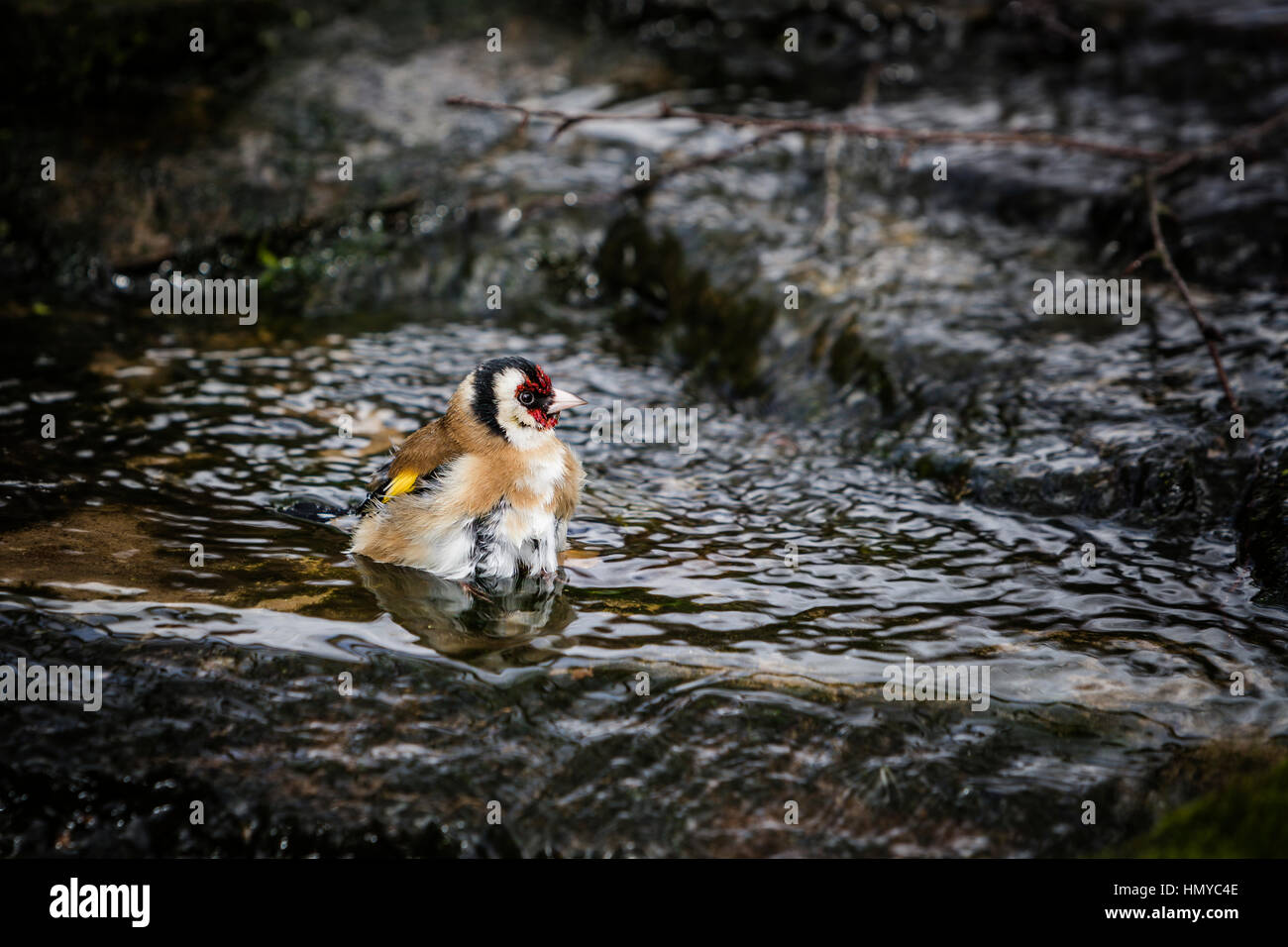 Stieglitz, Baden im englischen Garten stream Stockfoto