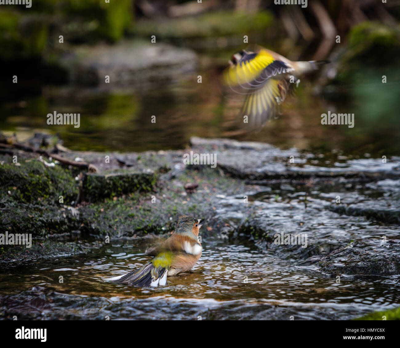 Männliche Buchfink im englischen Garten-Stream mit Stieglitz Flug Stockfoto