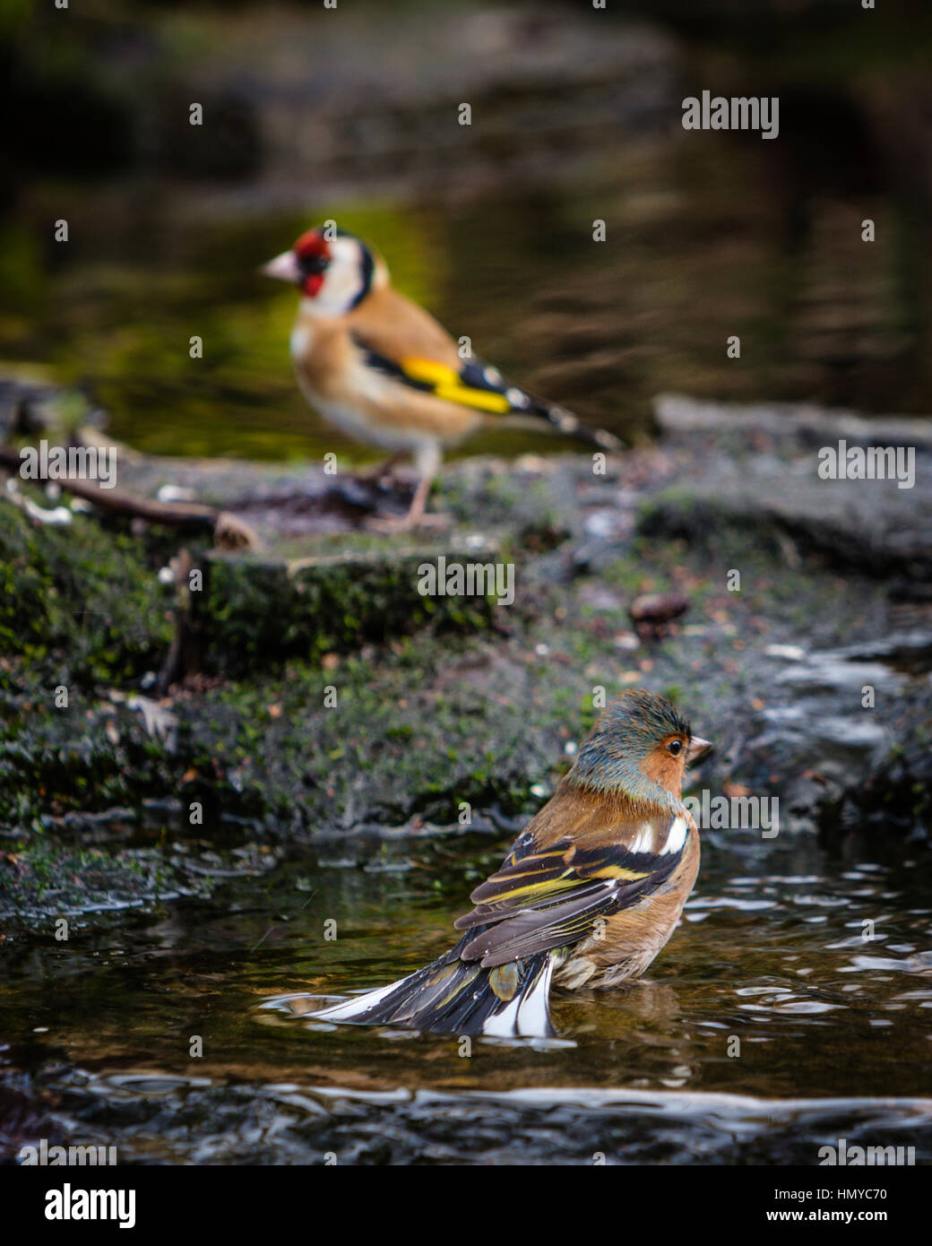 Männchen Buchfink baden im Englischen Garten Stream mit Stieglitz im Hintergrund Stockfoto