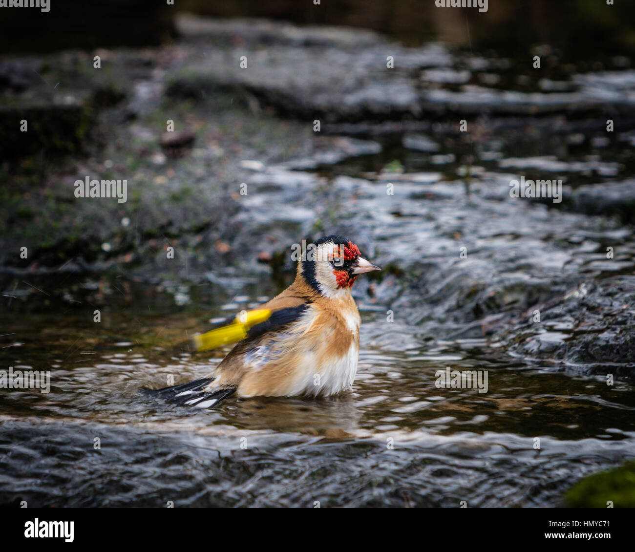 Stieglitz, Baden im englischen Garten stream Stockfoto