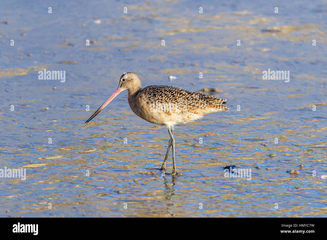 Marmorierte Uferschnepfe am Ufer in Laguna Beach, Kalifornien Stockfoto