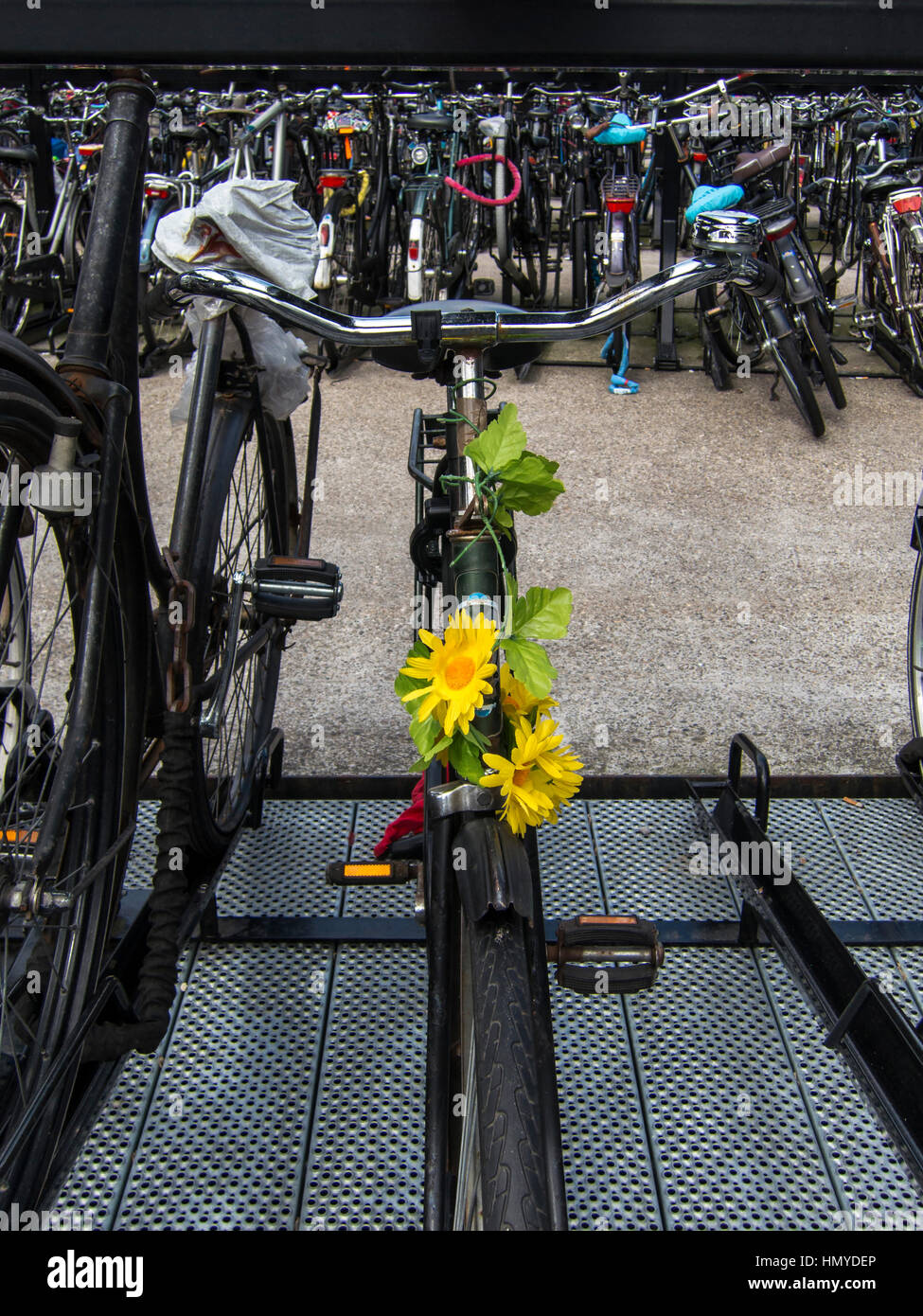 Blumen auf einem Fahrrad in Holland Stockfoto