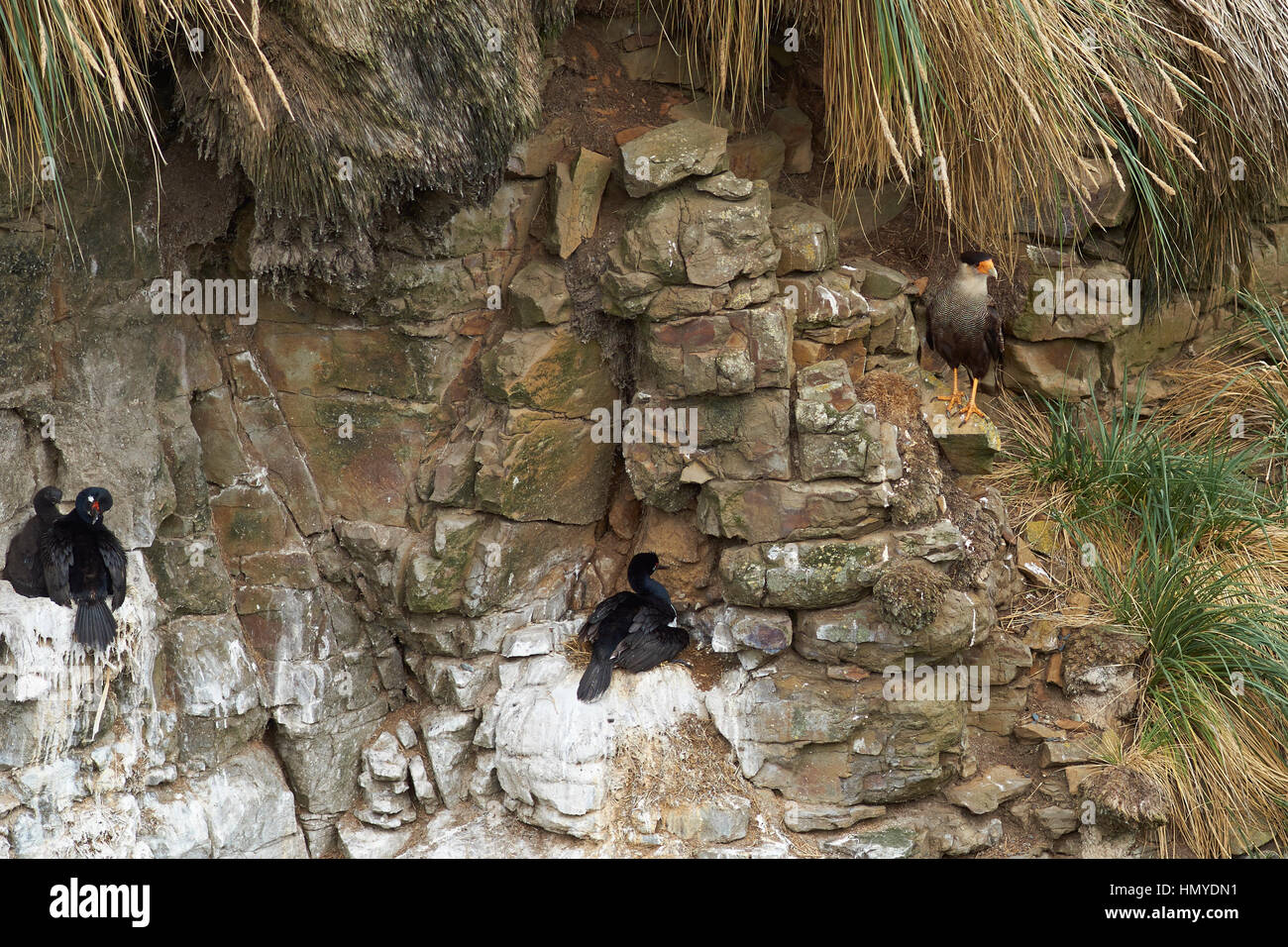 Southern Caracara (Caracara Plancus) stehen einer felsigen Klippe eine Kolonie der Schachtelung Rock Shag (Phalacrocorax Magellanicus) mit Küken auf trüber ist Stockfoto