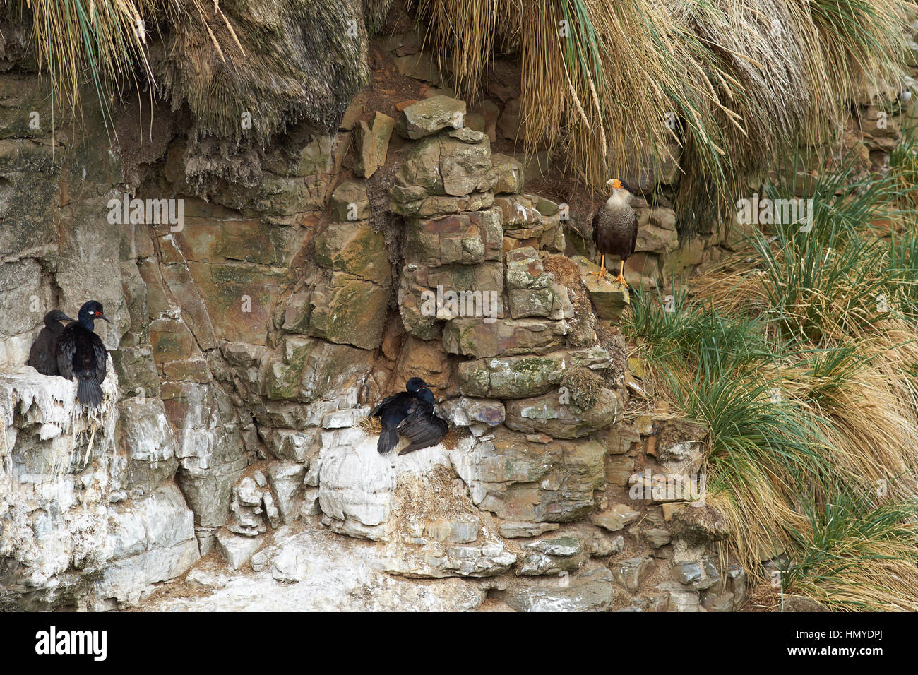 Southern Caracara (Caracara Plancus) stehen einer felsigen Klippe eine Kolonie der Schachtelung Rock Shag (Phalacrocorax Magellanicus) mit Küken auf trüber ist Stockfoto