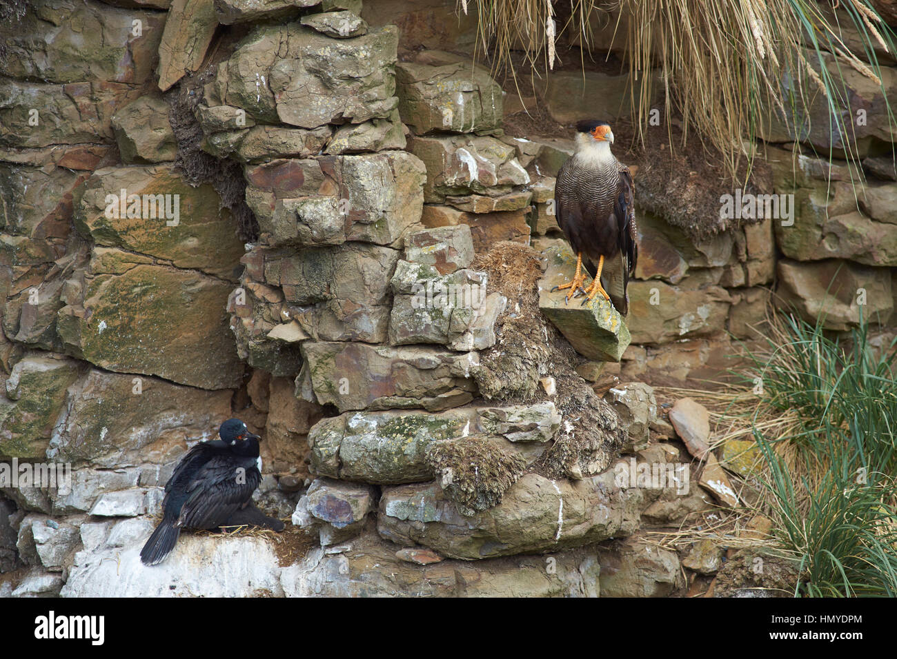 Southern Caracara (Caracara Plancus) stehen einer felsigen Klippe eine Kolonie der Schachtelung Rock Shag (Phalacrocorax Magellanicus) mit Küken auf trüber ist Stockfoto