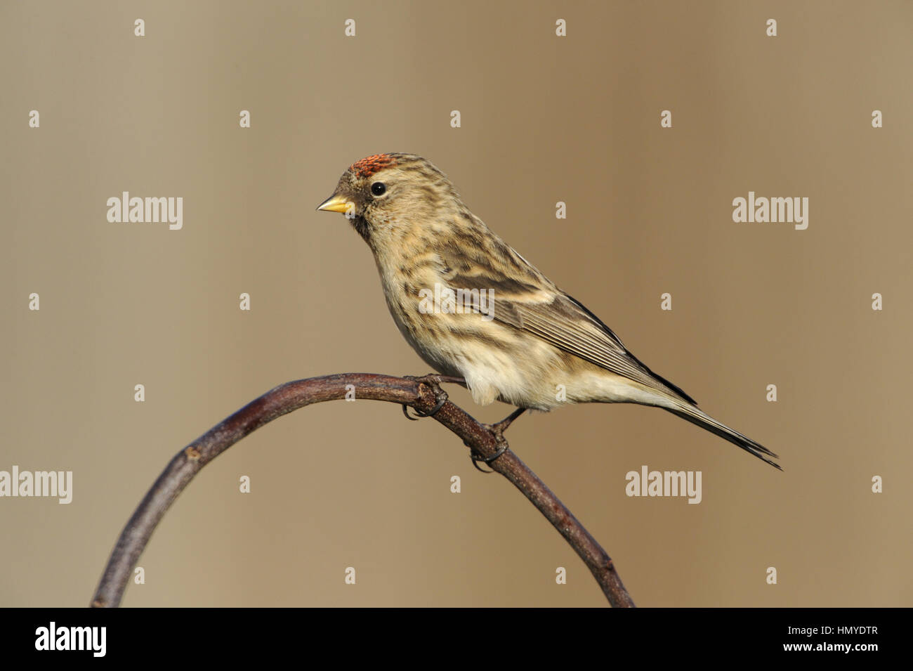 Geringerer Redpoll - Zuchtjahr Kabarett Stockfoto