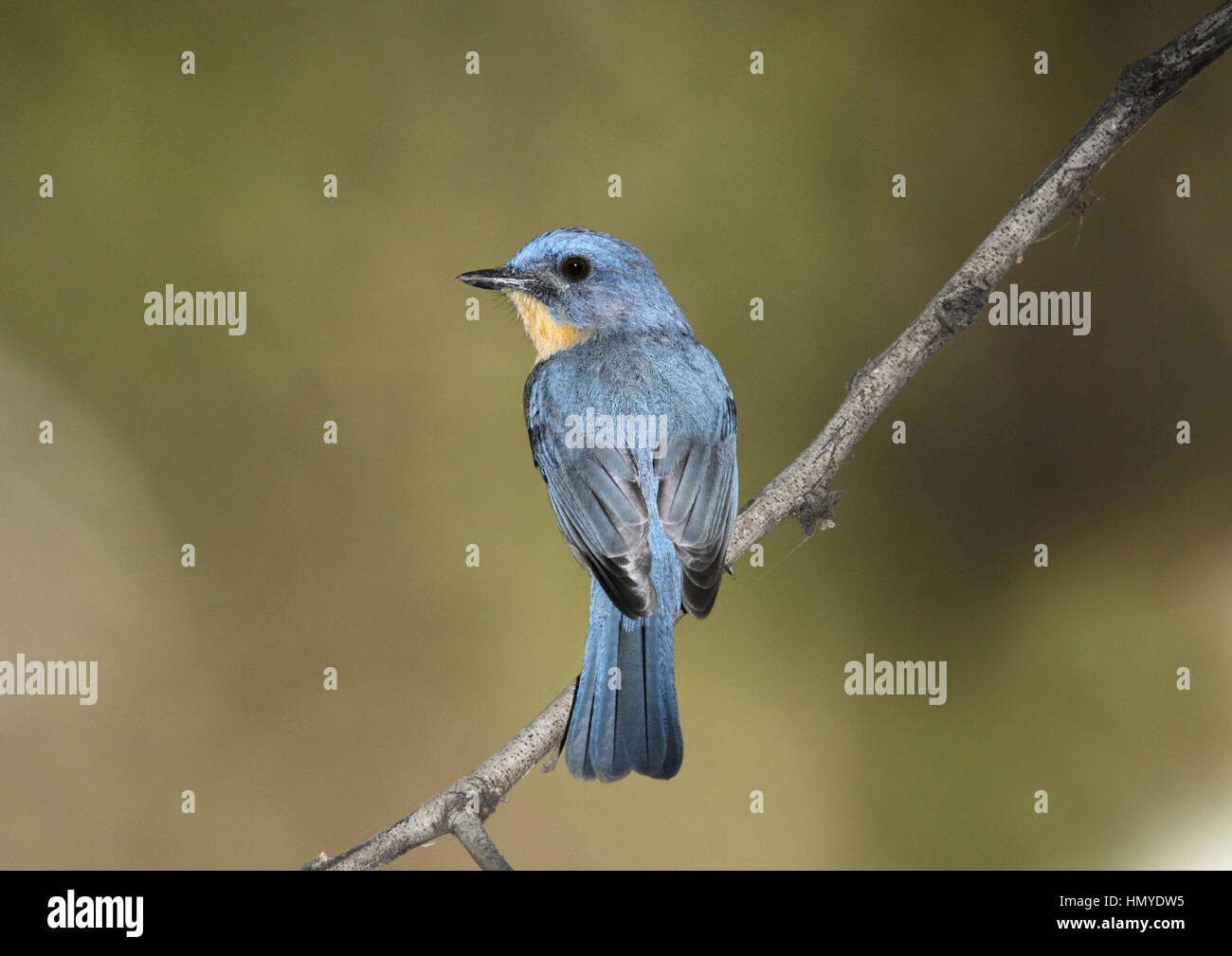 Die Tickell blau Flycatcher - Cyornis tickelliae Stockfoto