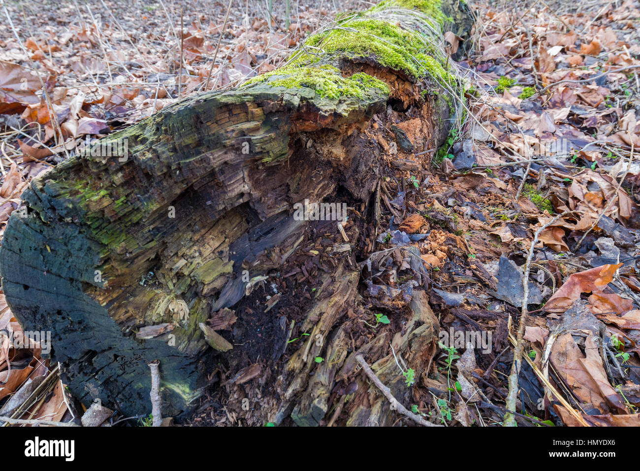 Ein gefallenen Baumstamm faul in den Boden des Waldes, im grünen Moos und umgeben von braune Blätter abgedeckt Stockfoto