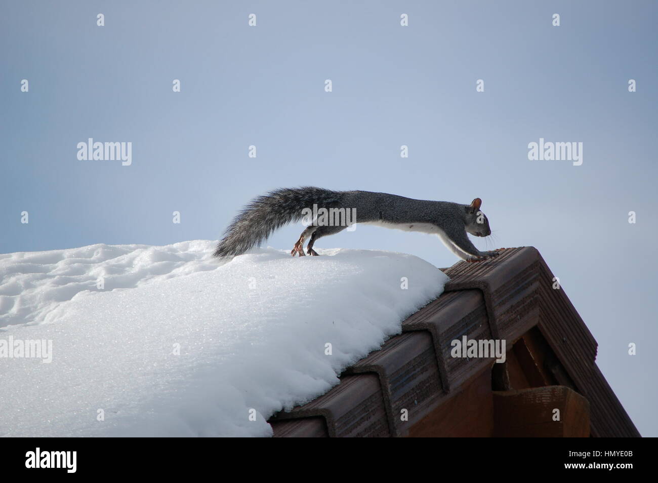Eine westliche graue Eichhörnchen erstreckt sich auf dem Dach des Hauses an einem kalten Wintermorgen in Virginia City Hochland, Nevada. Stockfoto