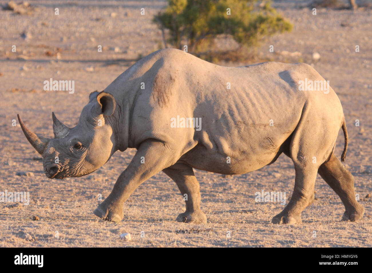 Rhino zu Fuß zu einem Wasserloch Stockfoto