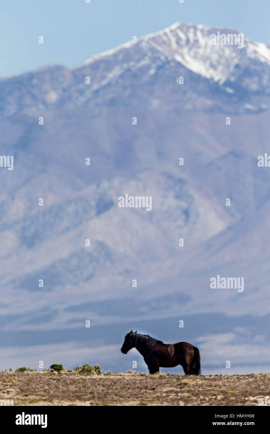 Fotoarchiv: Einsame Wildpferd Outcast vom Rest der Herde (Equus Ferus Caballus), westlichen Wüste, Utah, USA, Nordamerika Stockfoto