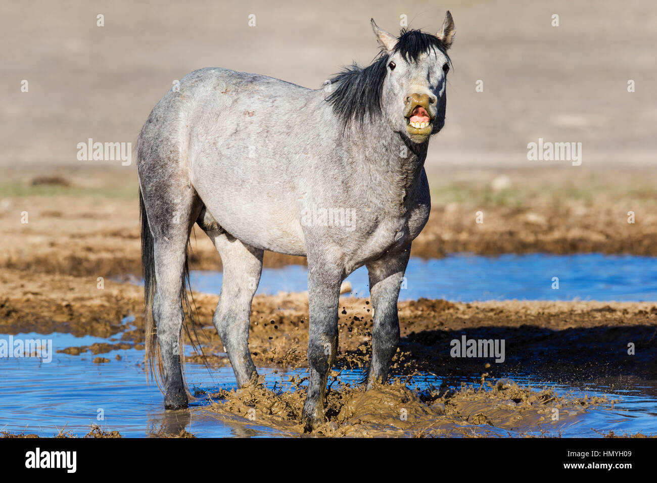 Fotoarchiv: Grauer wilder Mustang spielen im Schlamm (Equus Ferus Caballus), westlichen Wüste, Utah, USA, Nordamerika Stockfoto