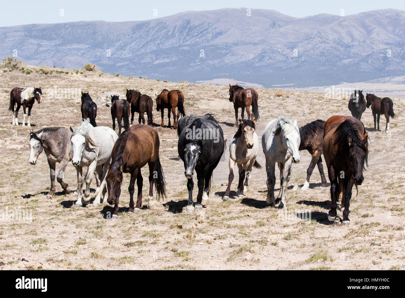 Fotoarchiv: Wildpferde (Equus Ferus Caballus) in westlichen Wüste außerhalb von Salt Lake City, Utah, USA, Nordamerika Stockfoto