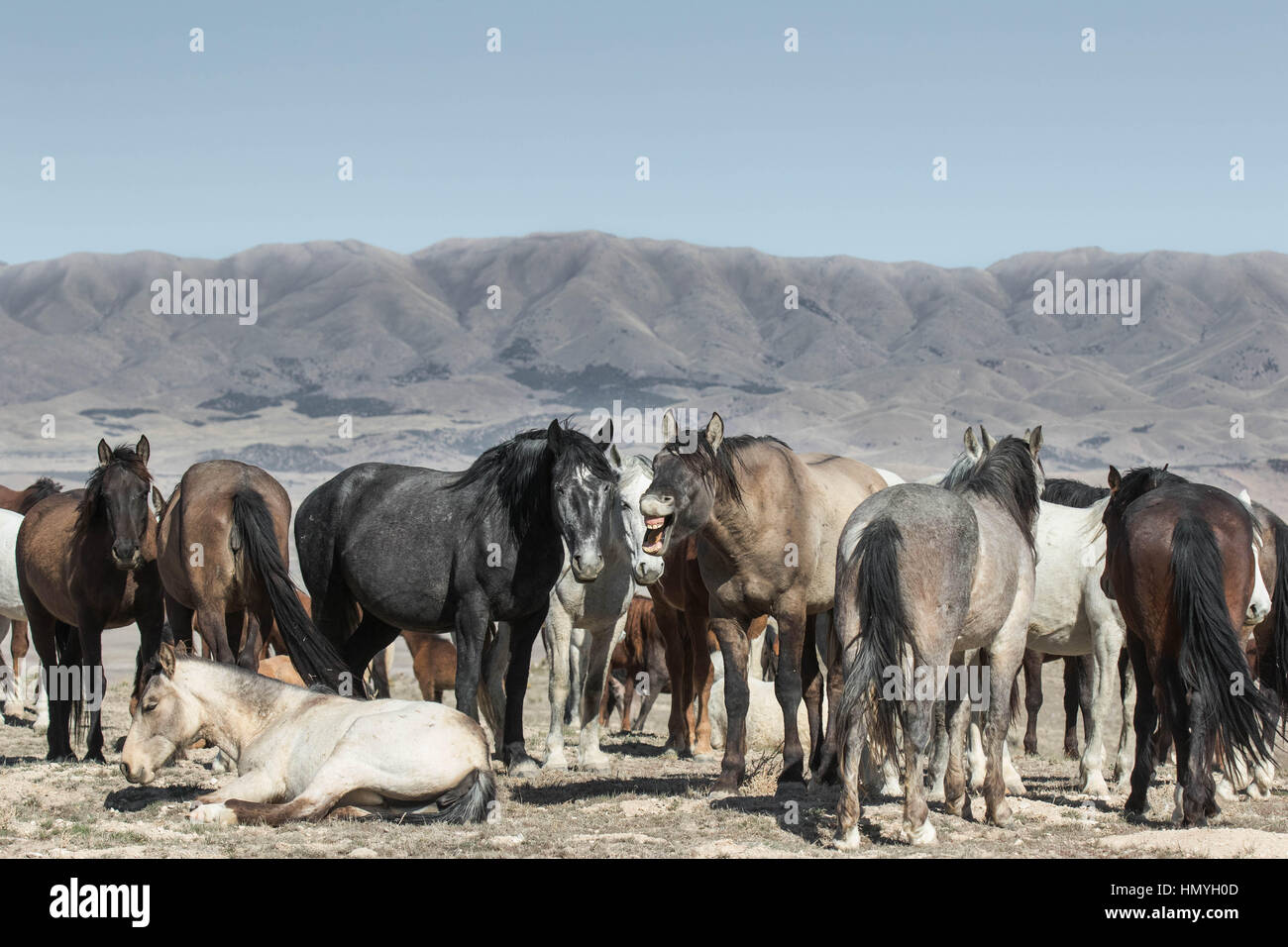 Stock Foto:-Gespött der wilde Mustang Herde (Equus Ferus Caballus) in westlichen Wüste außerhalb von Salt Lake City, Utah, USA, Nordamerika Stockfoto